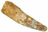 Real Fossil Spinosaurus Tooth - Huge Dinosaur Tooth #272447-1